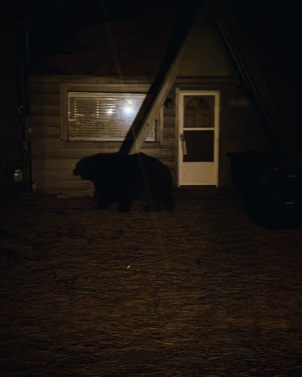 A black bear walking past an A-frame cabin at night