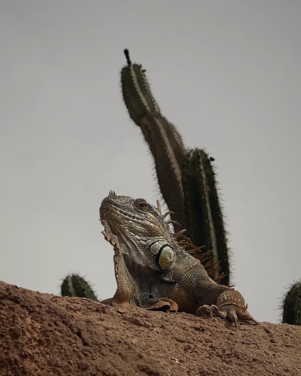 An iguana on a red earth ridge in front of a cactus