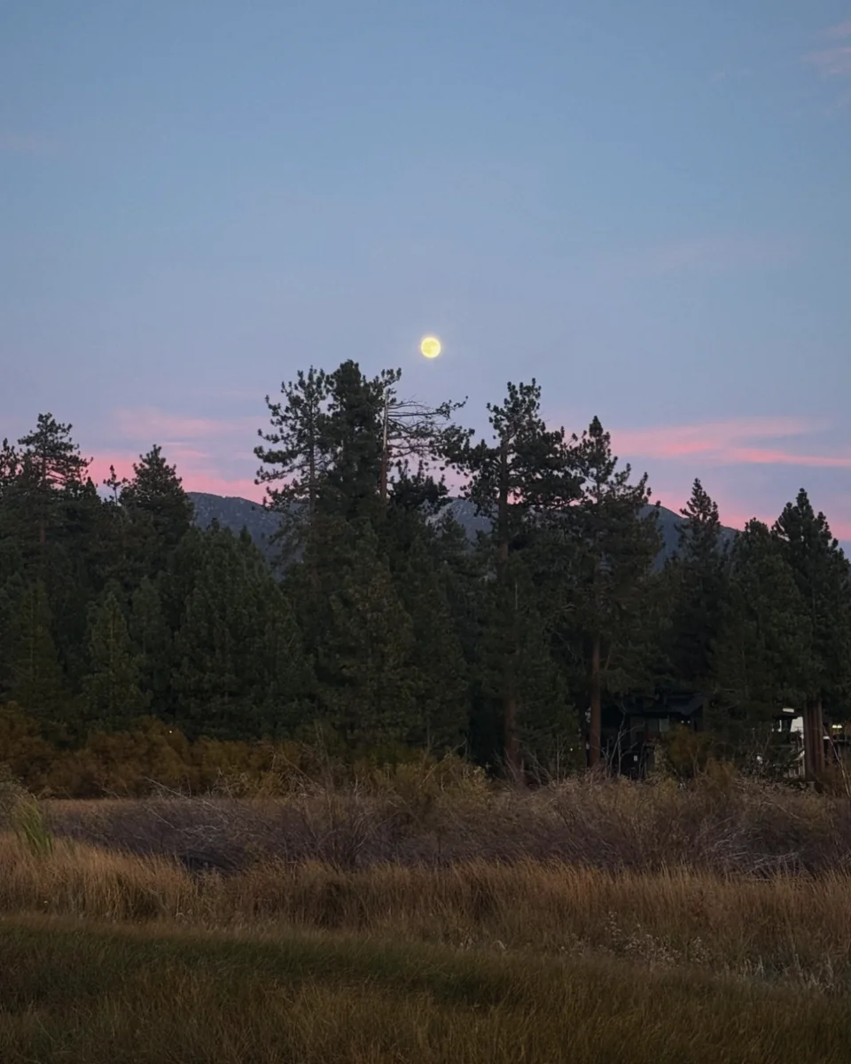 A full moon rising over pine trees and a pink dusk sky