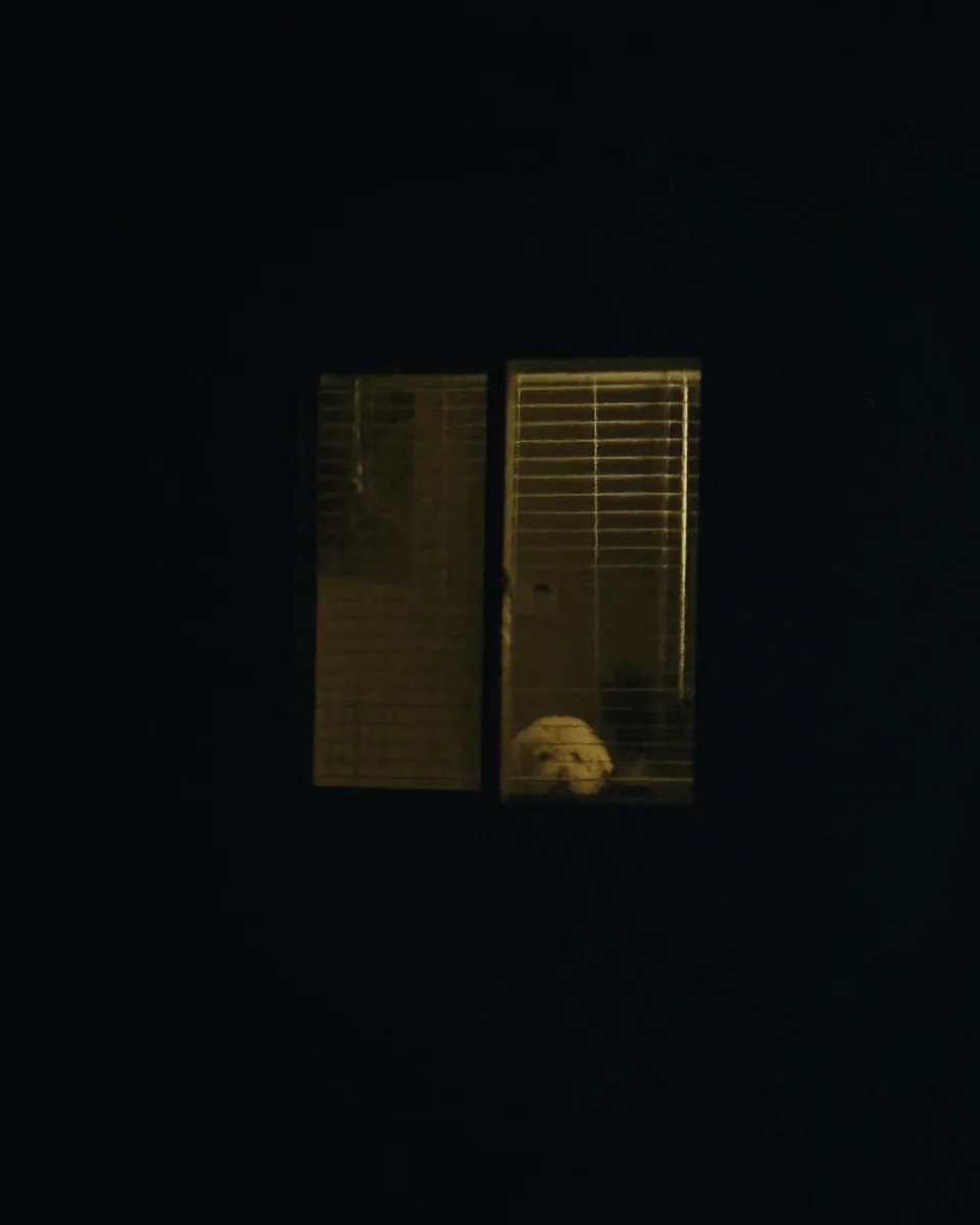 A small white dog looking out of a lit window at night